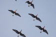 Tens of thousands of Red-breasted Geese – Romania and Bulgaria in winter