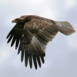 Georgia - Autumn Raptor Migration between Europe & Asia