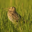 Belarus  - Birding in the Ultimate East of Europe