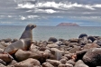 Ecuador - Birds and Mammal Cruise of the Galapagos Islands