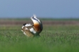 Displaying Great Bustards & all European Woodpeckers – Kiskunság & High Tatra