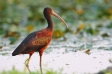 Black Sea Coast and the Danube Delta