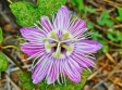 Costa Rica - Wildflowers