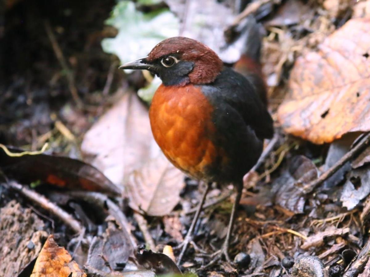 Ant-thrush Rufous-breasted Ant-thrush-Birding  Wildlife Tour Ecuador-Ecotours-Worldwidecom-S05A