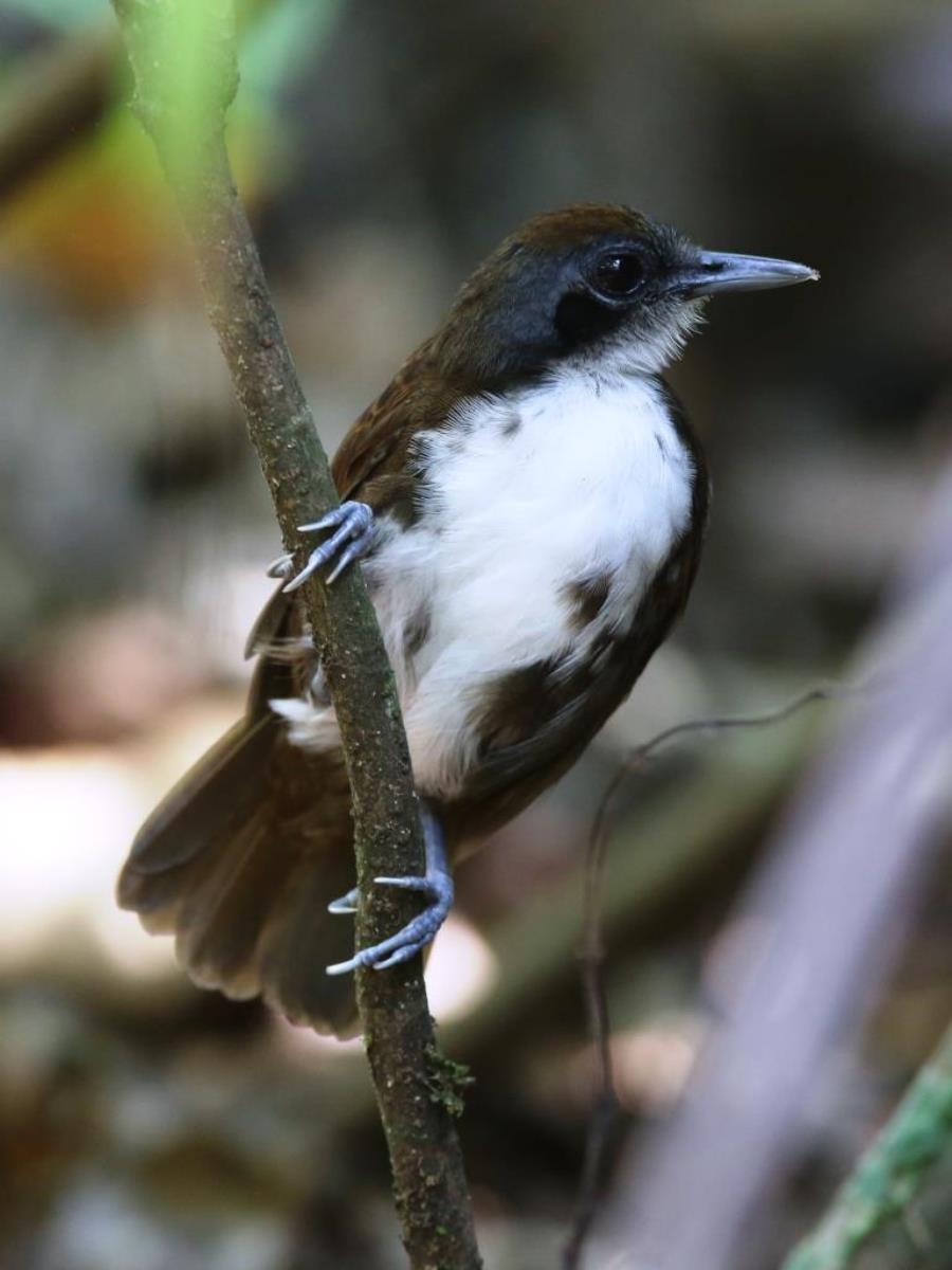 Antbird Bicolored-Birding Panama-Ecotours-Worldwidecom-ToucanBirdingEcolodge-S05A
