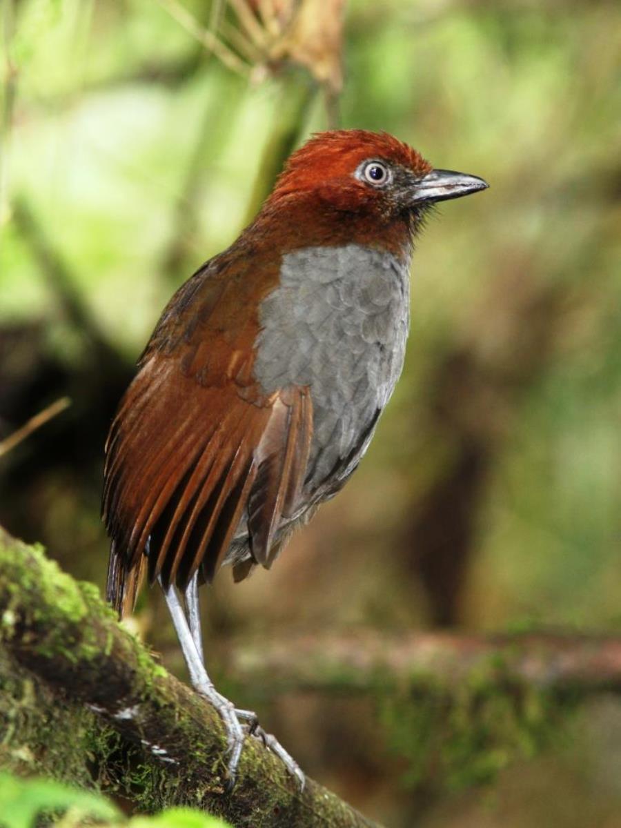 Antpitta Chestnut-naped-Birding Colombia-Ecotours-ToucanBirdingEcolodge-costaricacom-IMG