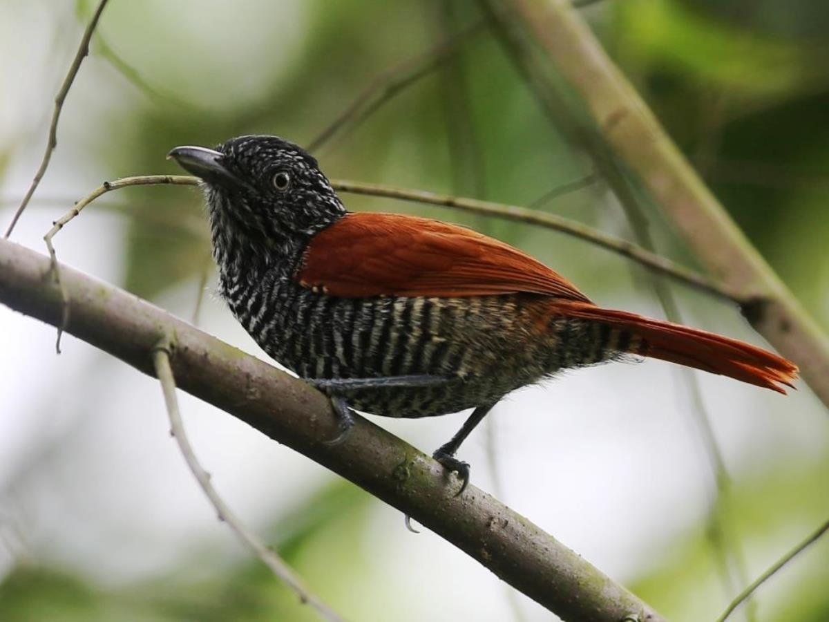 Antshrike Chestnut-backed-Birding Brazil Atlantic Forest-Ecotours-Worldwidecom-S05A
