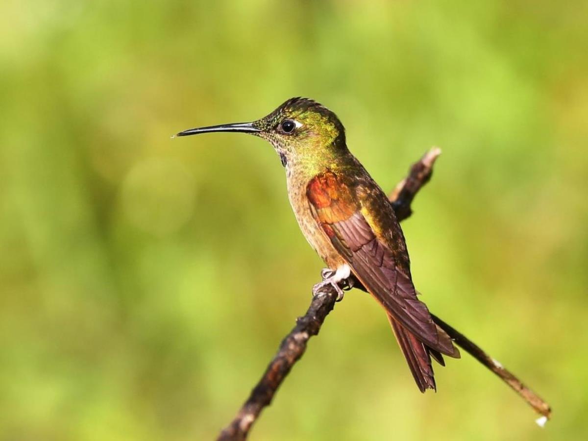 Brilliant Fawn-breasted-Colombia-Birding  Wildlife Tour-Ecotours-Worldwidecom-S05A