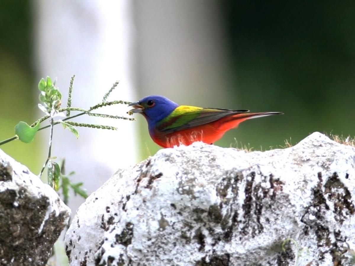 Bunting Painted-Birding Costa Rica-Ecotours-ToucanBirdingEcolodge-costaricacom-IMG