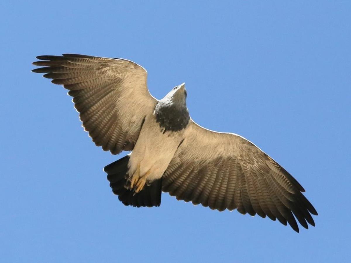 Buzzard-Eagle Black-chested-Peru Birding Tour by Ecotours-Worldwidecom-S05A