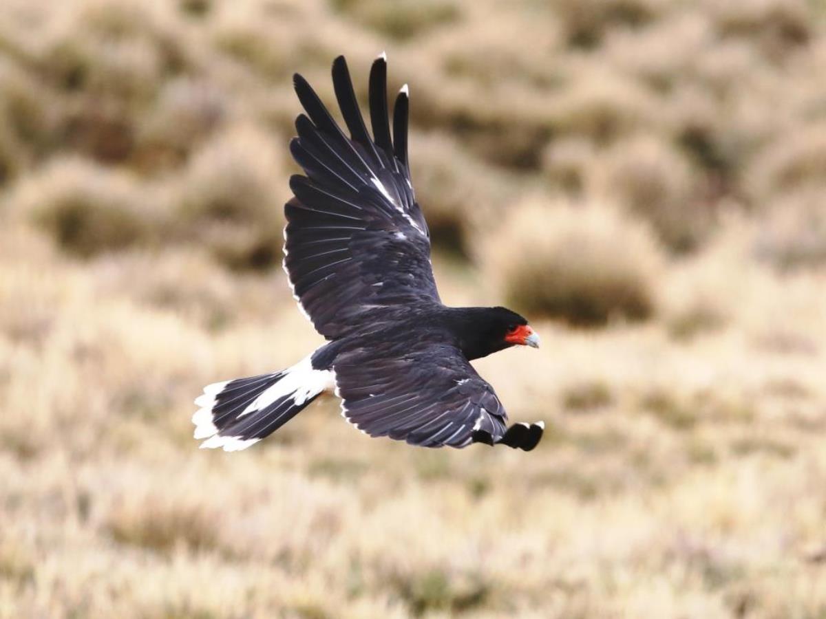 Caracara Mountain flight-Peru Birding Tour by Ecotours-Worldwidecom-S05A