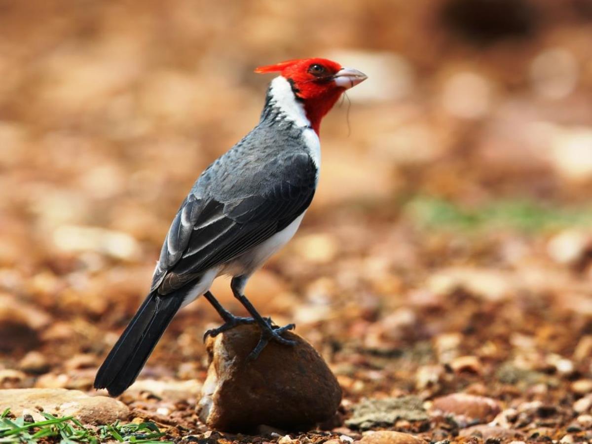 Cardinal Red-crested-Brazil-Pantanal  Atlantic Forest Tour by Ecotours-Worldwidecom-ToucanBirdingEcoLodge-S05A