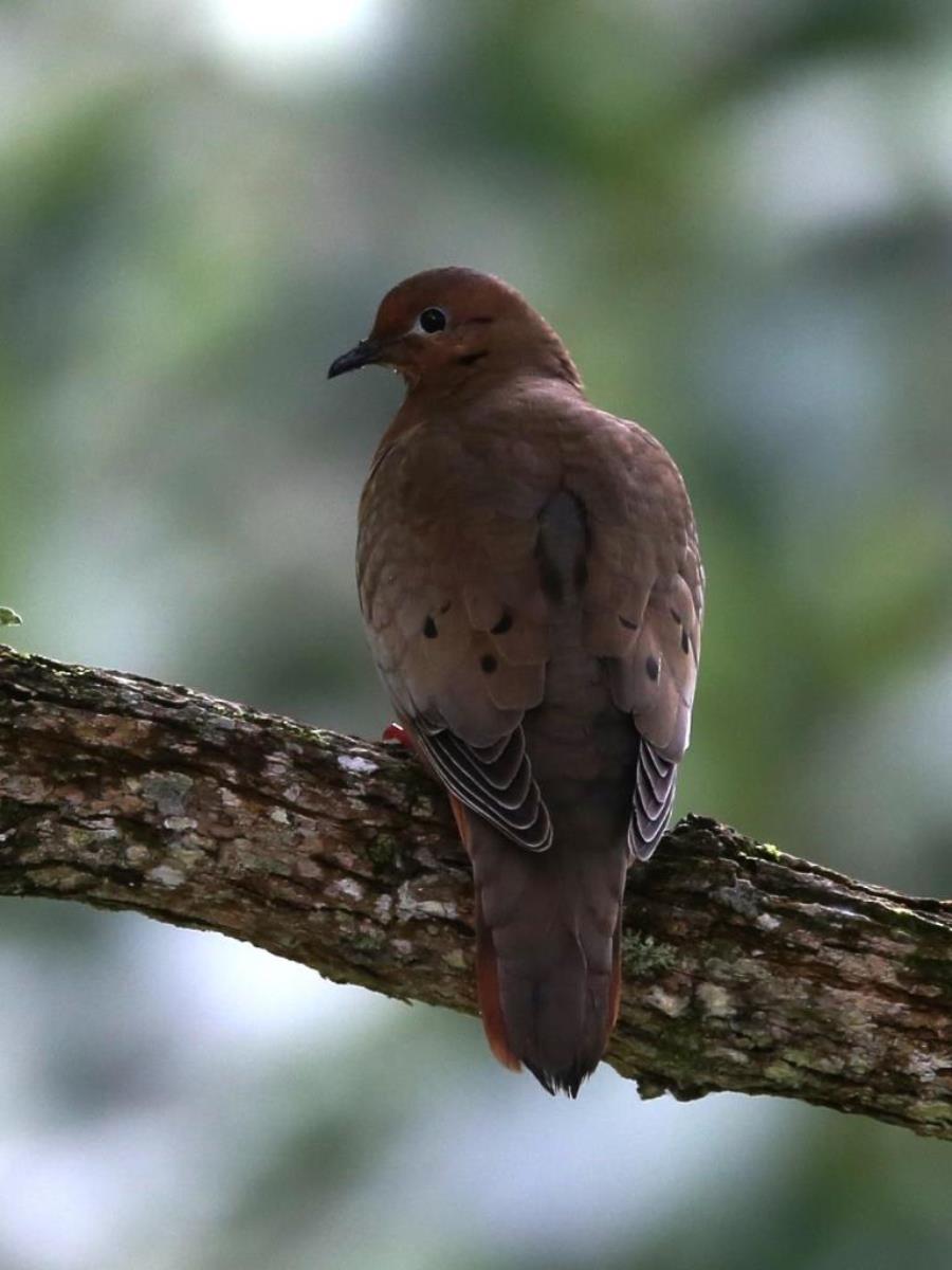 Dove Eared-Colombia-Birding  Wildlife Tour-Ecotours-Worldwidecom-S05A