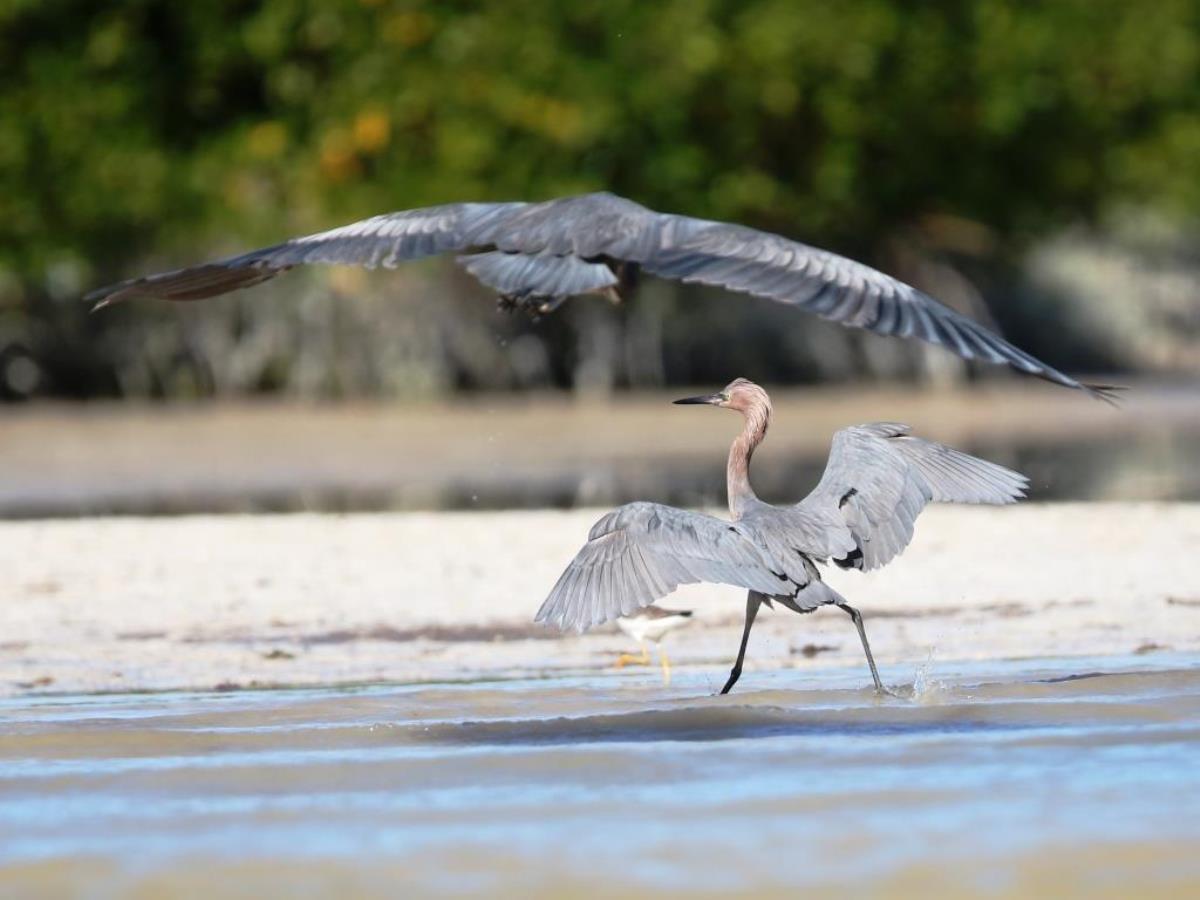 Egret Reddish-Birding-Wildlife-Photography Tours Belize  Yucatan Mexico-Ecotours-Worldwidecom-S05A