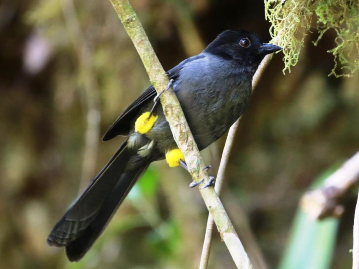 Finch Yellow-thighted-Birding Costa Rica-Ecotours-ToucanBirdingEcolodge-costaricacom-0D1A