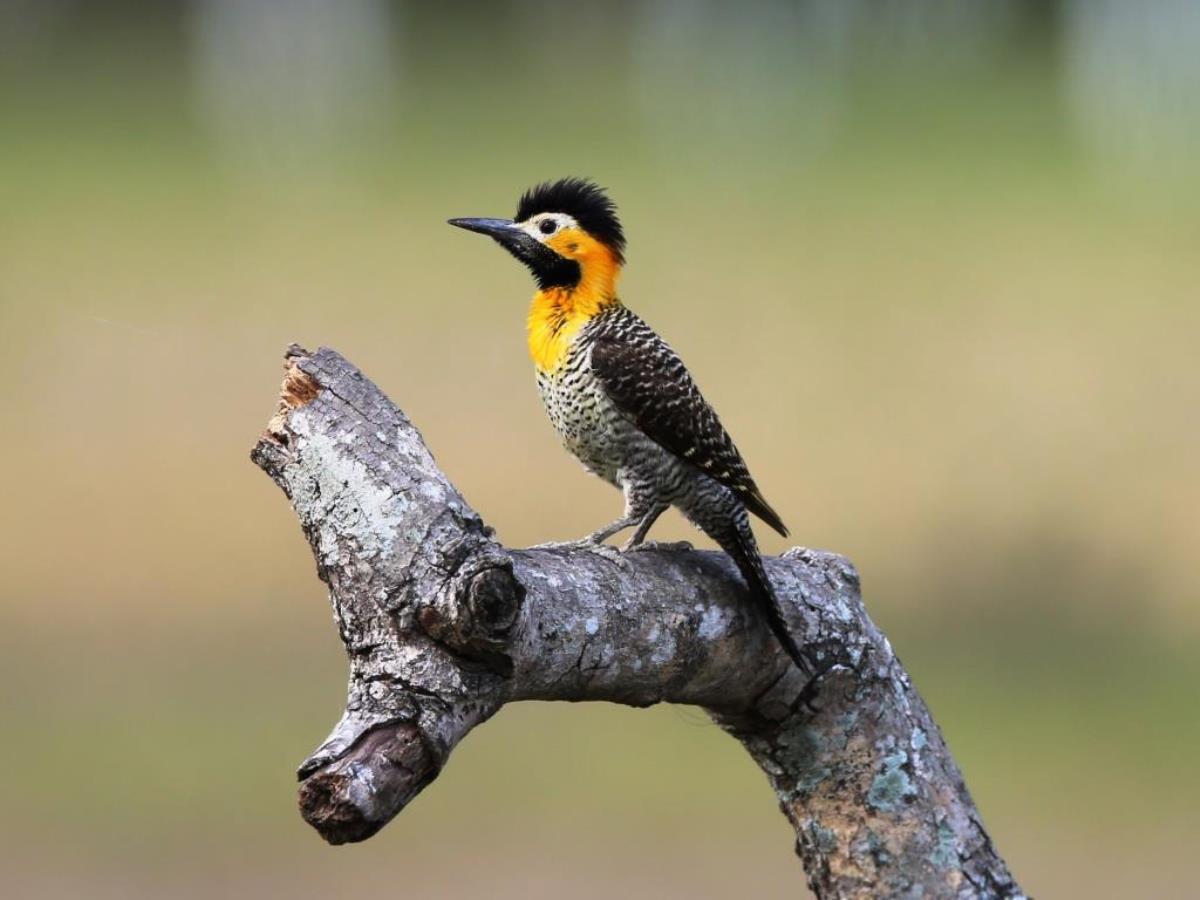 Flicker Campo-Brazil-Pantanal  Atlantic Forest Tour by Ecotours-Worldwidecom-ToucanBirdingEcoLodge-S05A