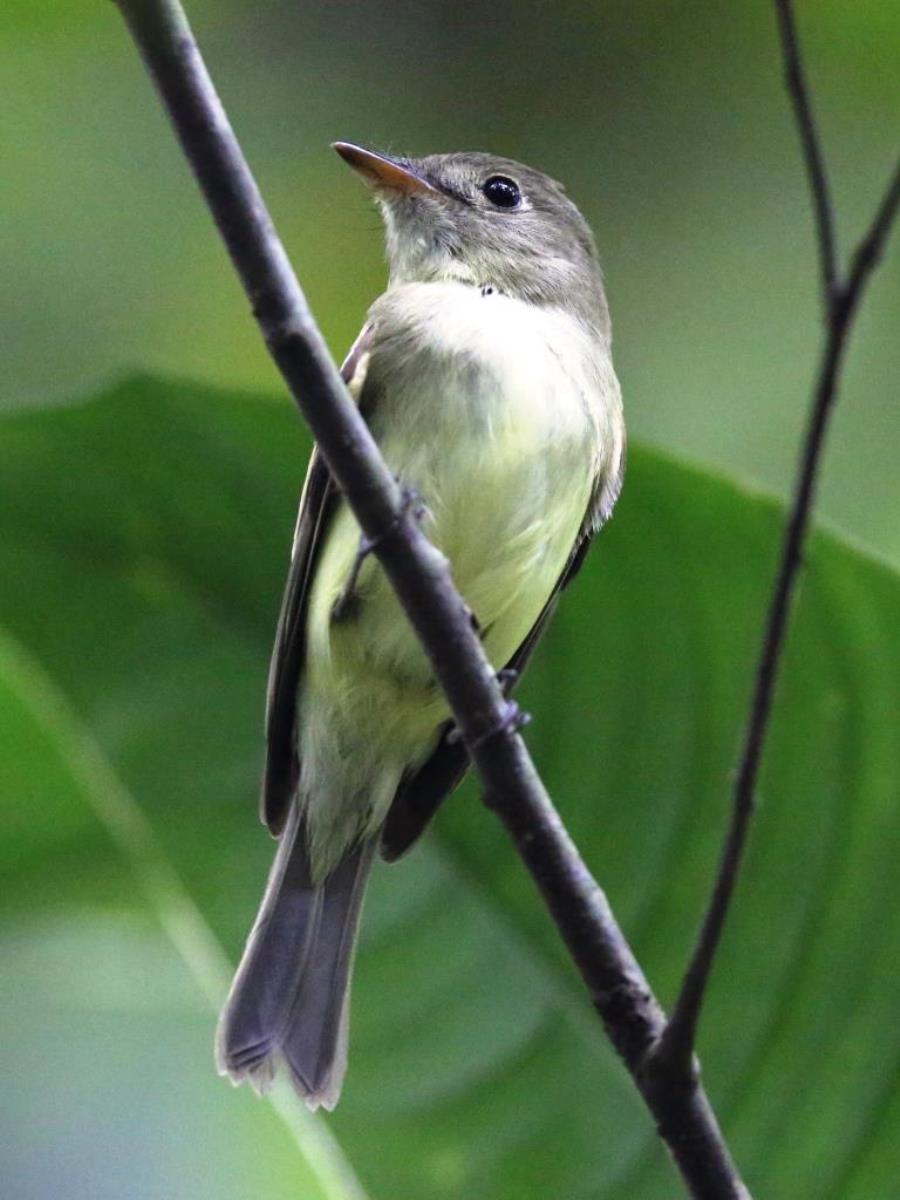 Flycatcher-Alder-Birding  Wildlife Tour Panama by Ecotours-Worldwidecom-S05A