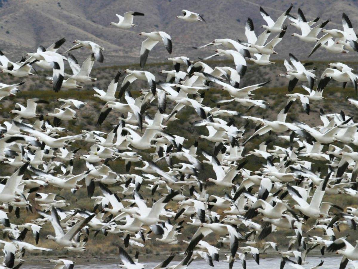 Geese Rosss-Birding America-Ecotours-ToucanBirdingEcolodge-costaricacom-1902e