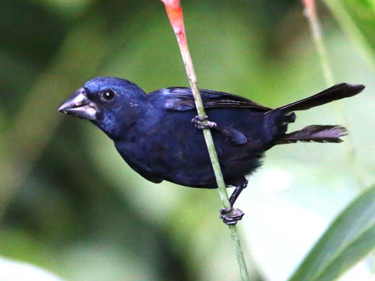 Grosbeak Blue-black male-Panama-Raptor Migration Tour by Ecotours-Worldwidecom-ToucanBirdingEcoLodge-S05A