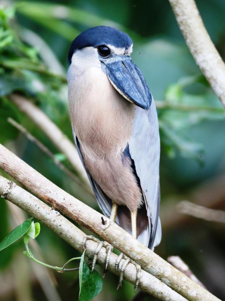 Heron Boat-billed-Birding America-Ecotours-ToucanBirdingEcolodge-costaricacom-IMG