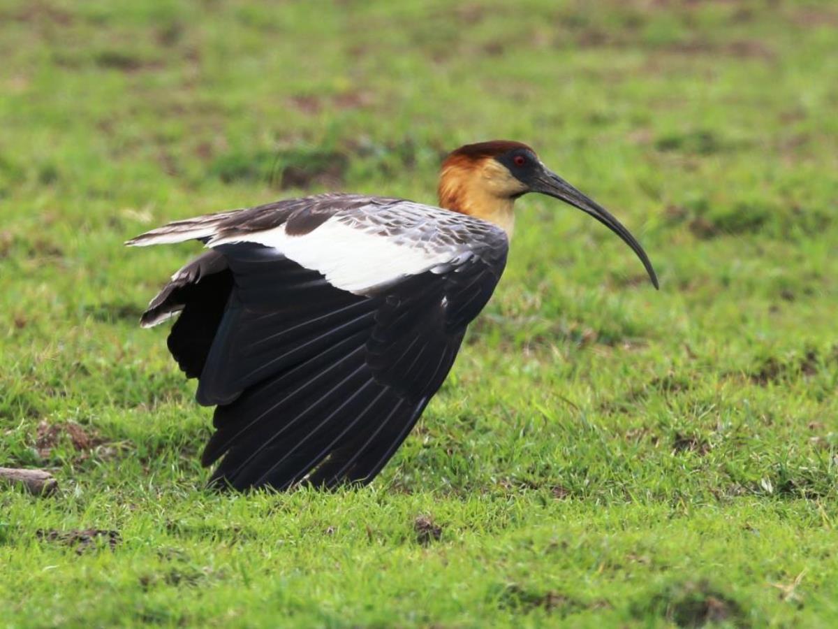 Ibis Buff-necked Ibis-Brazil-Pantanal  Atlantic Forest Tour by Ecotours-Worldwidecom-ToucanBirdingEcoLodge-S05A