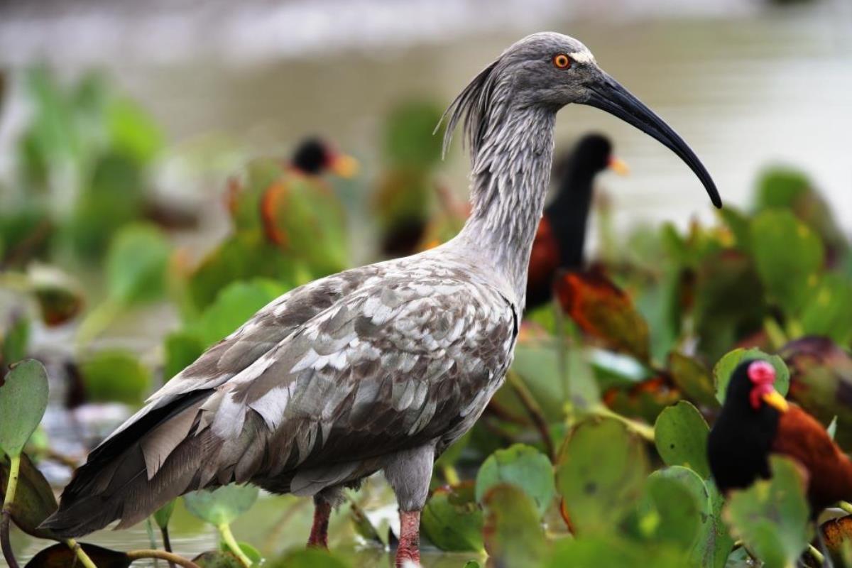 Ibis Plumbeous-Brazil-Pantanal  Atlantic Forest Tour by Ecotours-Worldwidecom-ToucanBirdingEcoLodge-S05A
