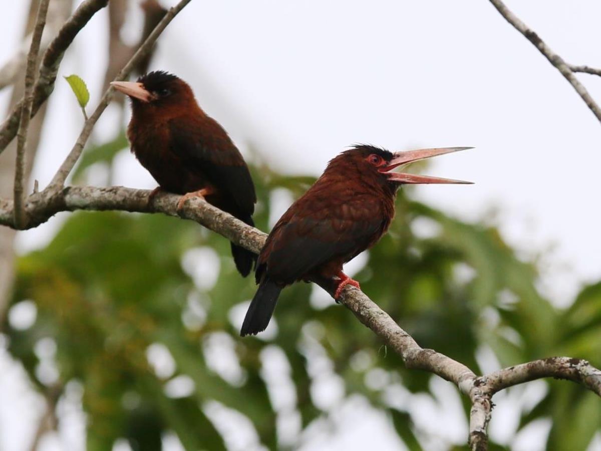Jacamar Purus-Peru Birding Tour by Ecotours-Worldwidecom-S05A3196best