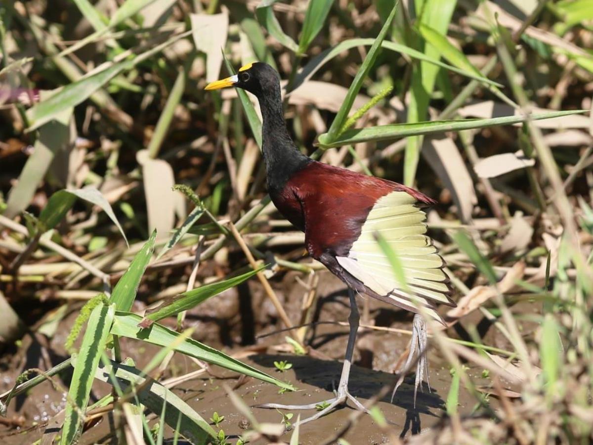 Jacana Northern-Birding  Wildlife Costa Rica-Ecotours-ToucanBirdingEcolodge-costaricacom-S05A
