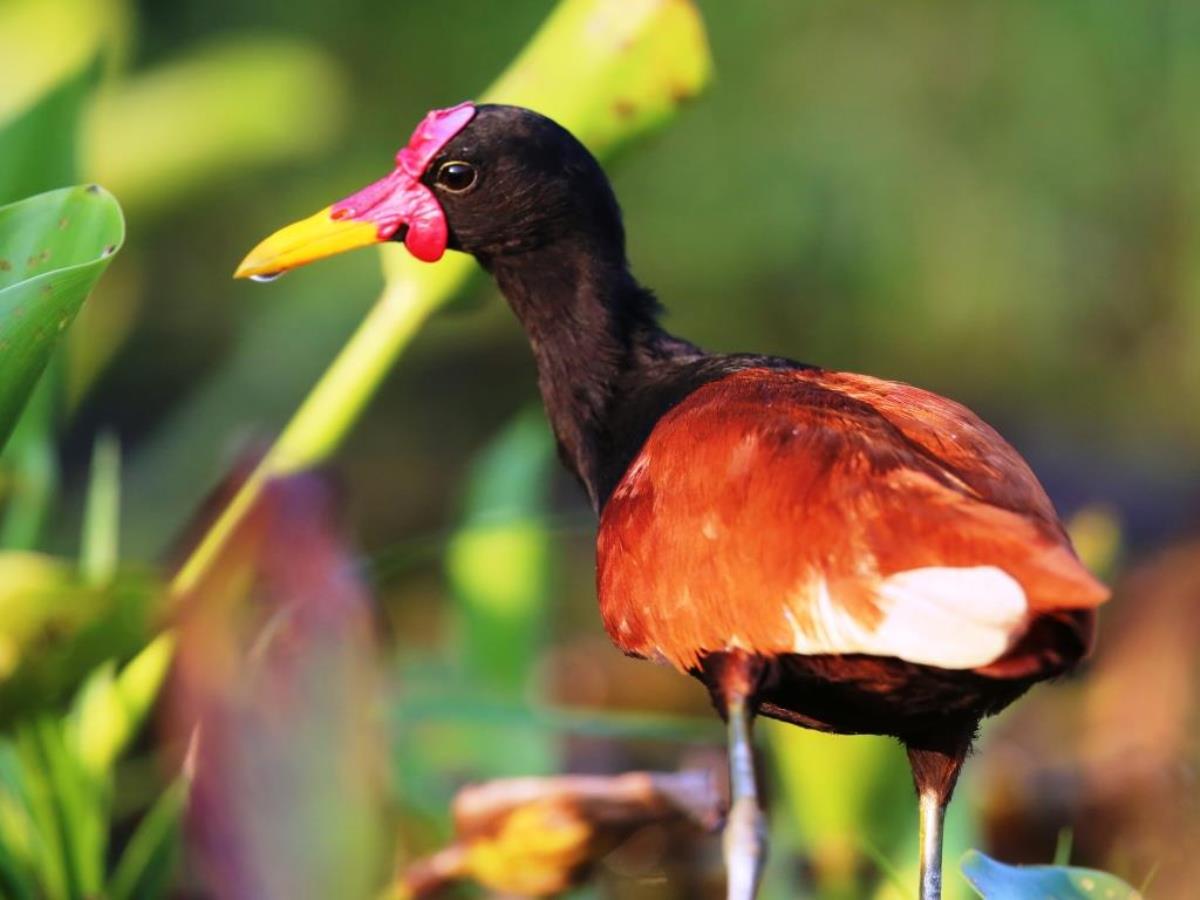 Jacana Wattled-Brazil-Pantanal  Atlantic Forest Tour by Ecotours-Worldwidecom-ToucanBirdingEcoLodge-S05A