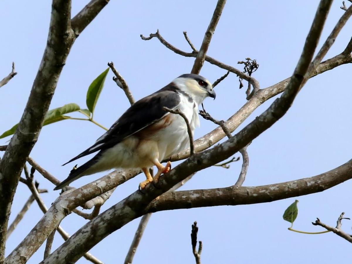 Kite Pearl Kite-Trinidad  Tobago Birding-Wildlife-Phototours by Ecotours-Worldwidecom-S05A