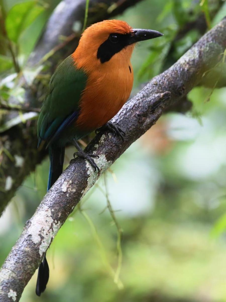 Motmot Rufous-Birding  Wildlife Tour Panama-Ecotours-ToucanBirdingEcolodge-costaricacom-S05A