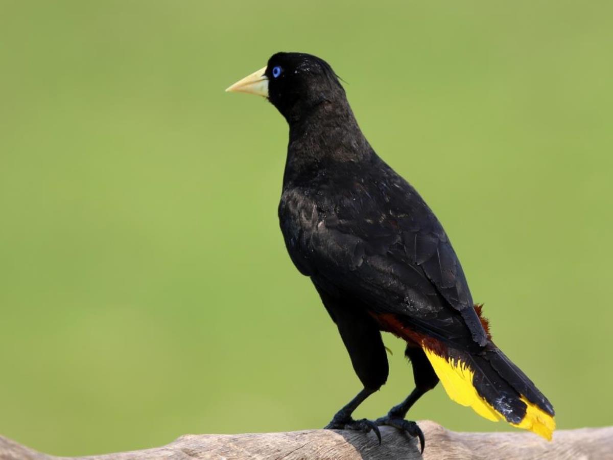 Oropendola Crested-Brazil-Pantanal  Atlantic Forest Tour by Ecotours-Worldwidecom-ToucanBirdingEcoLodge-S05A