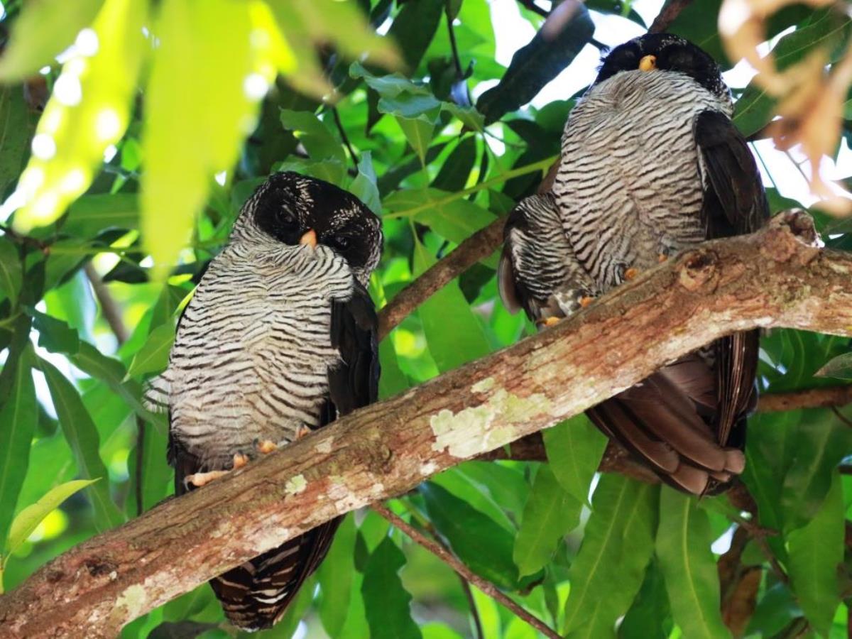 Owl Black-and-white-Birding Costa Rica-Ecotours-ToucanBirdingEcolodge-costaricacom-0D1A