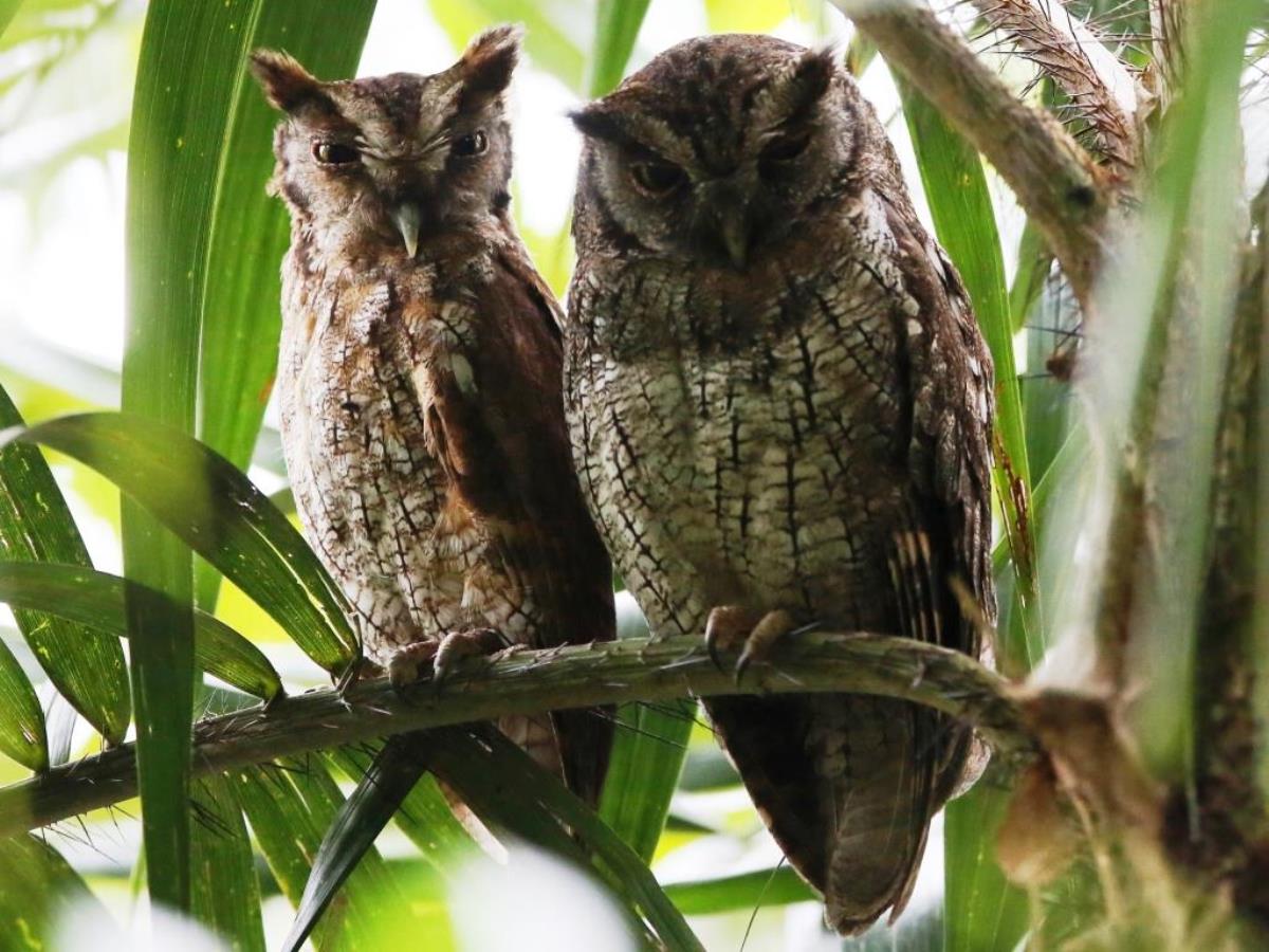 Owl Tropical Screech Owl-Birding  Wildlife Tour Ecuador-Ecotours-Worldwidecom-S05A
