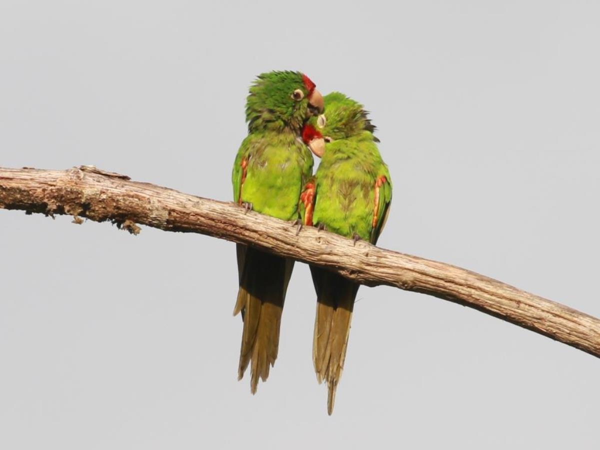 Parakeet Crimson-fronted-Birding  Wildlife Costa Rica-Ecotours-ToucanBirdingEcolodge-costaricacom-0D1A