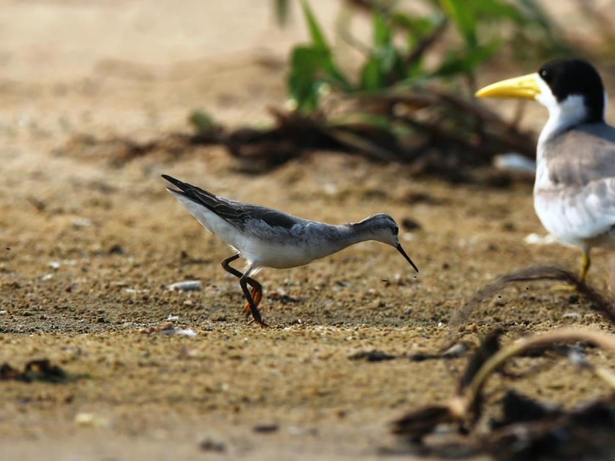 Phalarope Wilsons-Brazil-Pantanal  Atlantic Forest Tour by Ecotours-Worldwidecom-ToucanBirdingEcoLodge-S05A