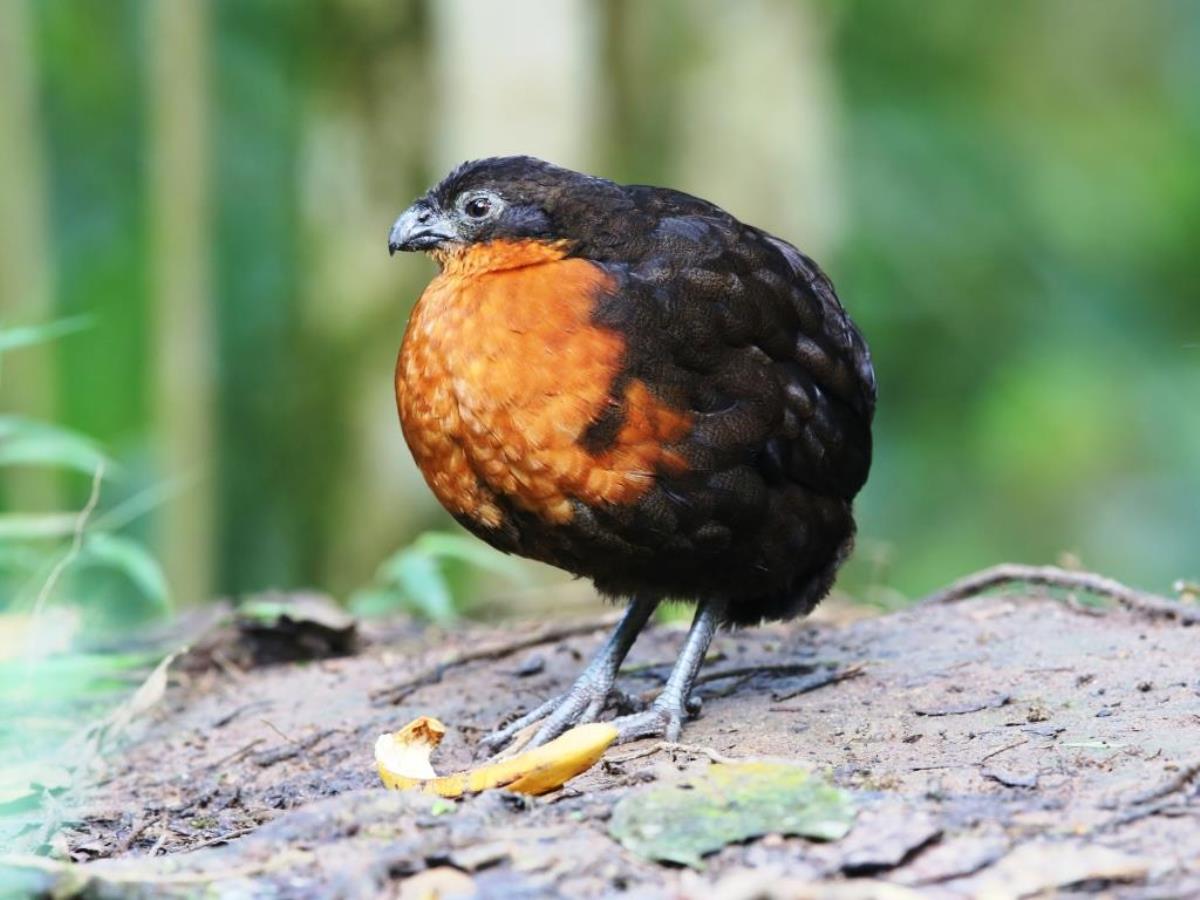Quail Dark-backed Wood-quail Choco endemic-Birding  Wildlife Tour Ecuador-Ecotours-Worldwidecom-S05A