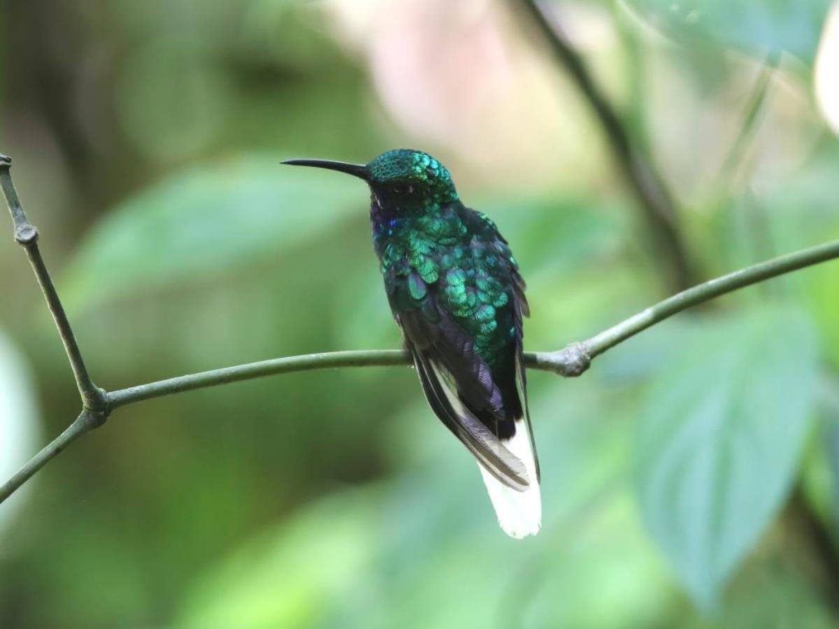 Sabrewing White-tailed-Trinidad  Tobago Birding-Wildlife-Phototours by Ecotours-Worldwidecom-S05A