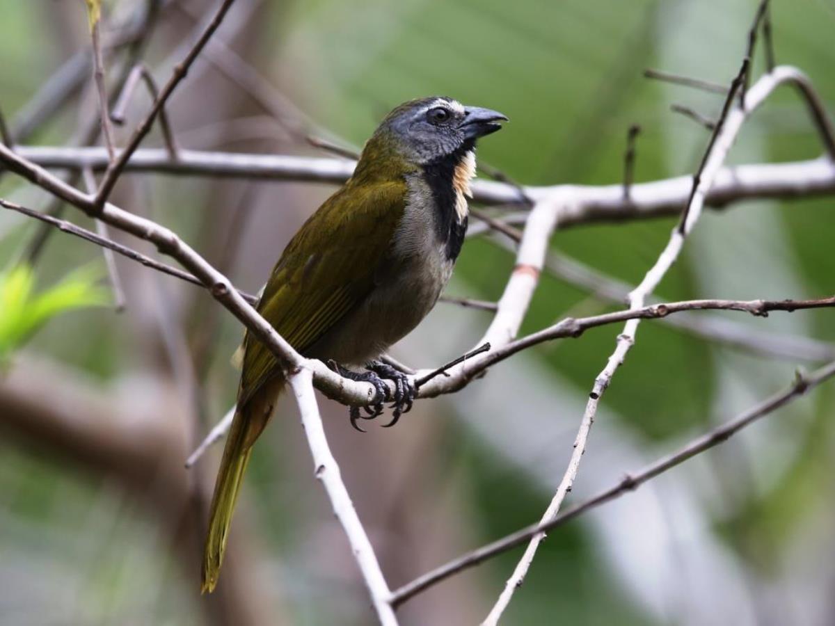 Saltator Buff-throated-Birding tour Costa Rica-Ecotours-ToucanBirdingEcolodge-costaricacom-S05A