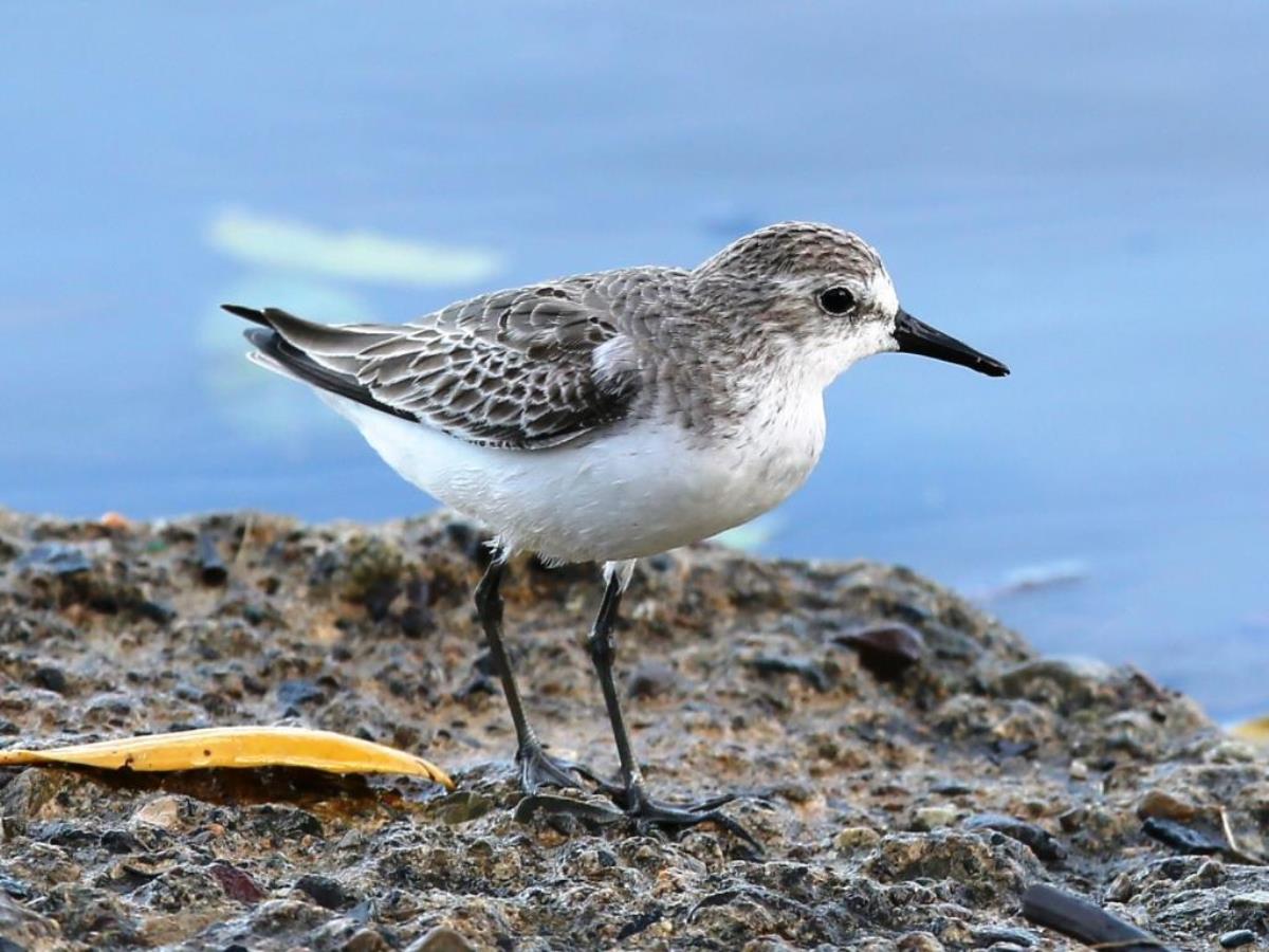Sandpiper Semipalmated-Panama-Raptor Migration Tour by Ecotours-Worldwidecom-ToucanBirdingEcoLodge-S05A