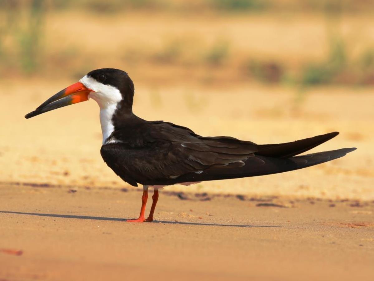 Skimmer Black-Brazil-Pantanal  Atlantic Forest Tour by Ecotours-Worldwidecom-ToucanBirdingEcoLodge-S05A