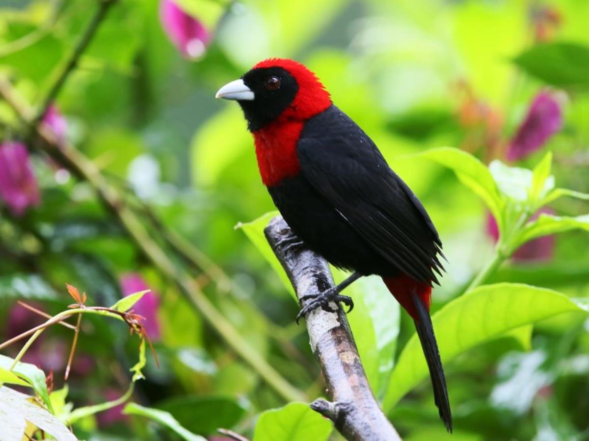 Tanager Crimson-collared-Birding  Wildlife Tour Belize by Ecotours-Worldwidecom-ToucanBirdingEcolodge-S05A