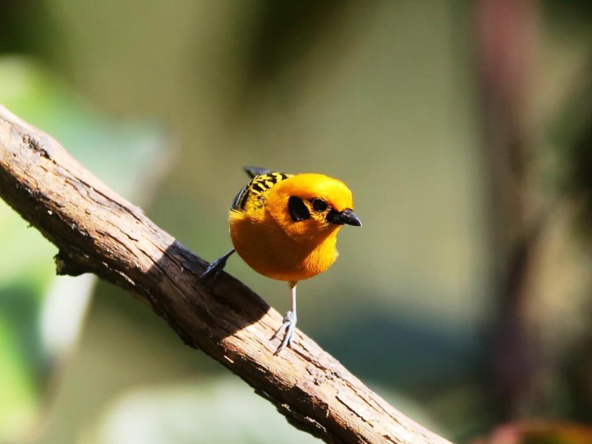 Tanager Golden-Colombia-Birding  Wildlife Tour-Ecotours-Worldwidecom-S05A7508