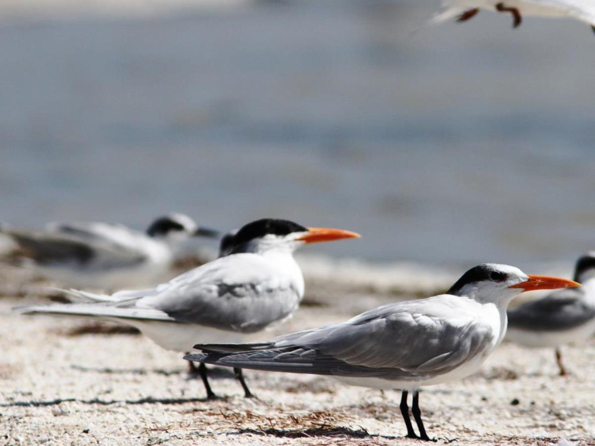 Tern Royal breeding  non-breeding-Birding-Wildlife-Photography Tours Belize  Yucatan Mexico-Ecotours-Worldwidecom-IMG
