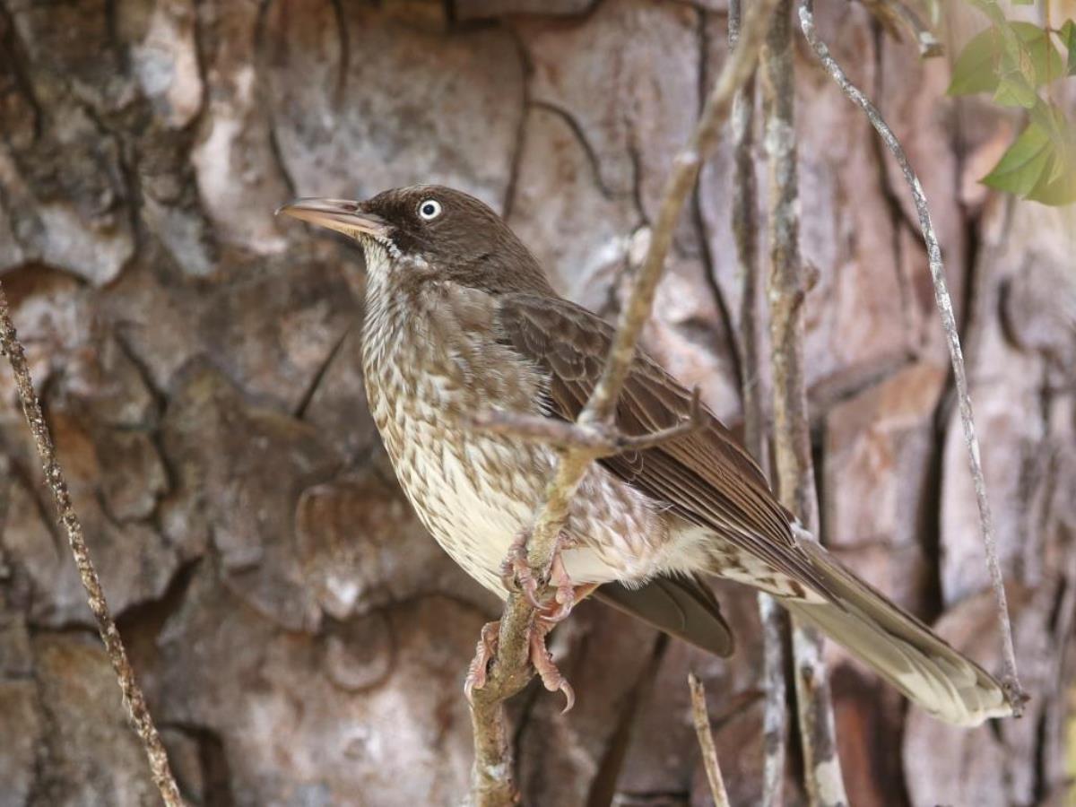 Thrasher Pearly-eyed-Birding Puerto Rico by Ecotours-Worldwidecom-S05A