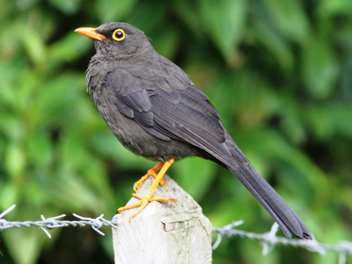 Thrush Glossy-black male-Birding-Wildlife  Photography Tour in Colombia by Ecotours-Worldwidecom-IMG