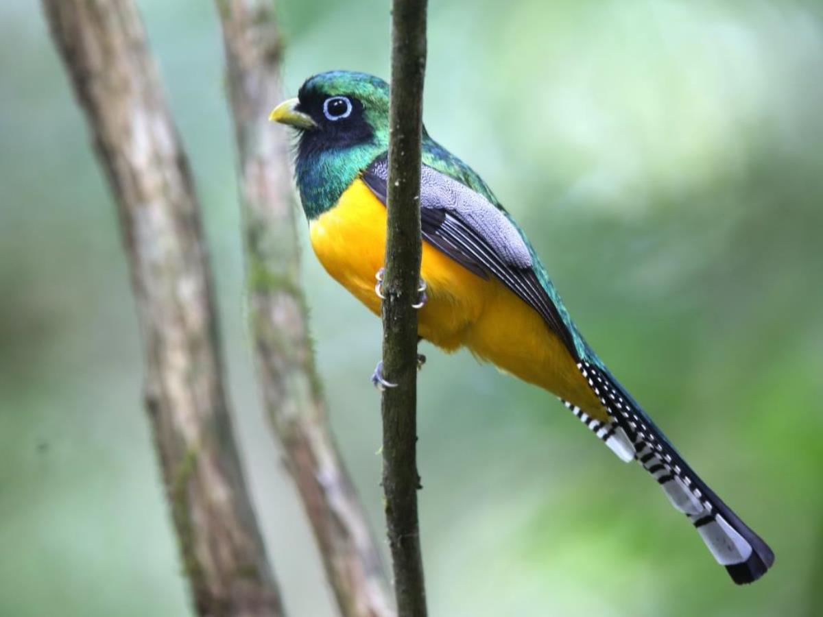 Trogon Black-throated male-Birding Panama-Ecotours-Worldwidecom-ToucanBirdingEcolodge-S05A