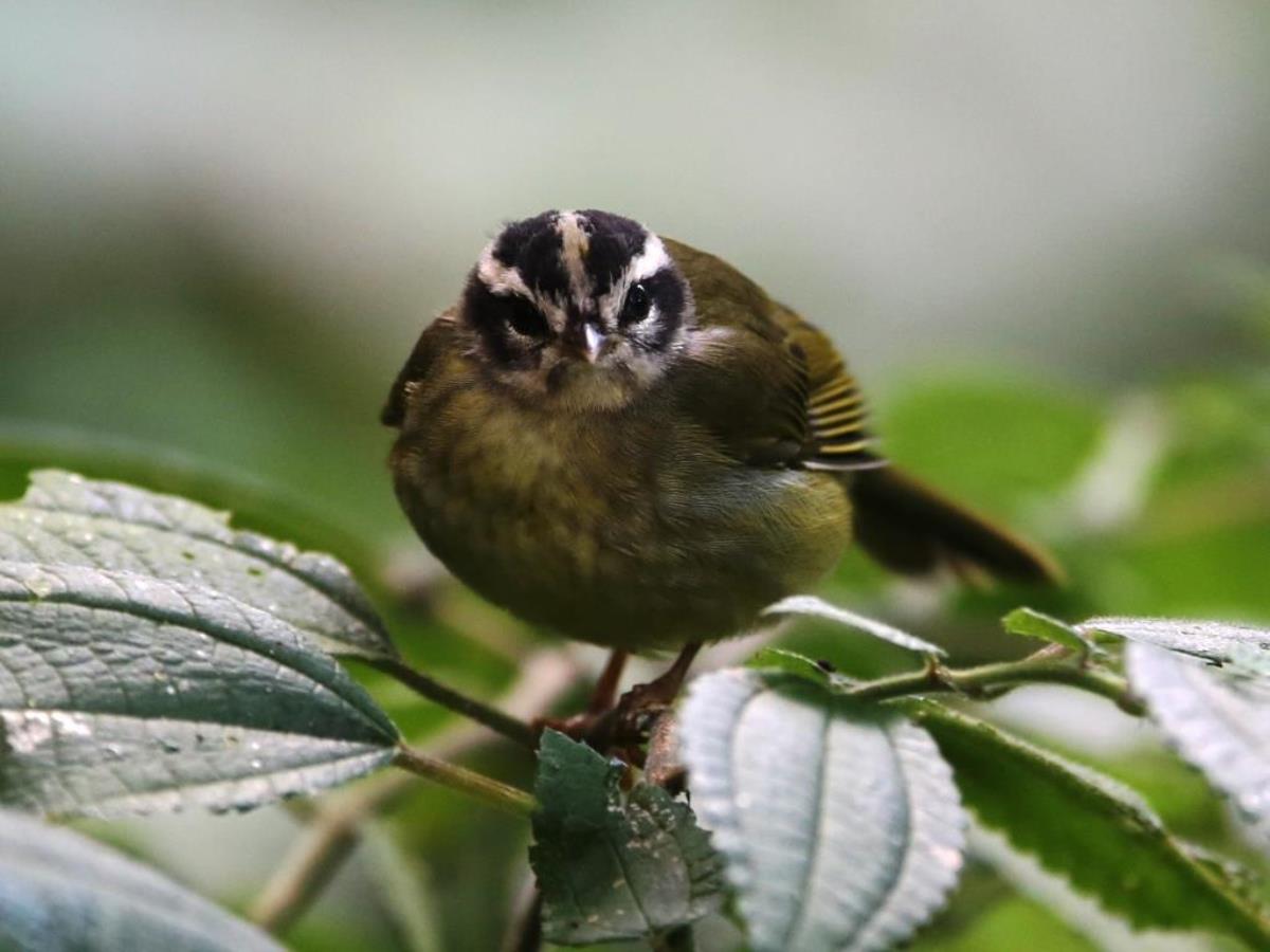 Warbler Three-striped-Colombia-Birding  Wildlife Tour-Ecotours-Worldwidecom-S05A