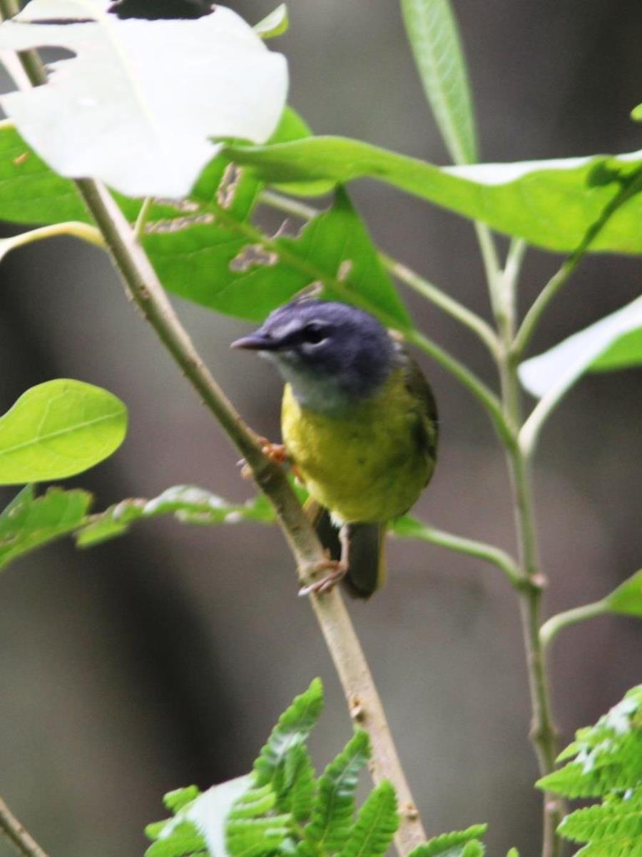 Warbler White-lored Warbler-ENDEMIC-Birding-Wildlife  Photography Tour in Colombia by Ecotours-Worldwidecom-IMG