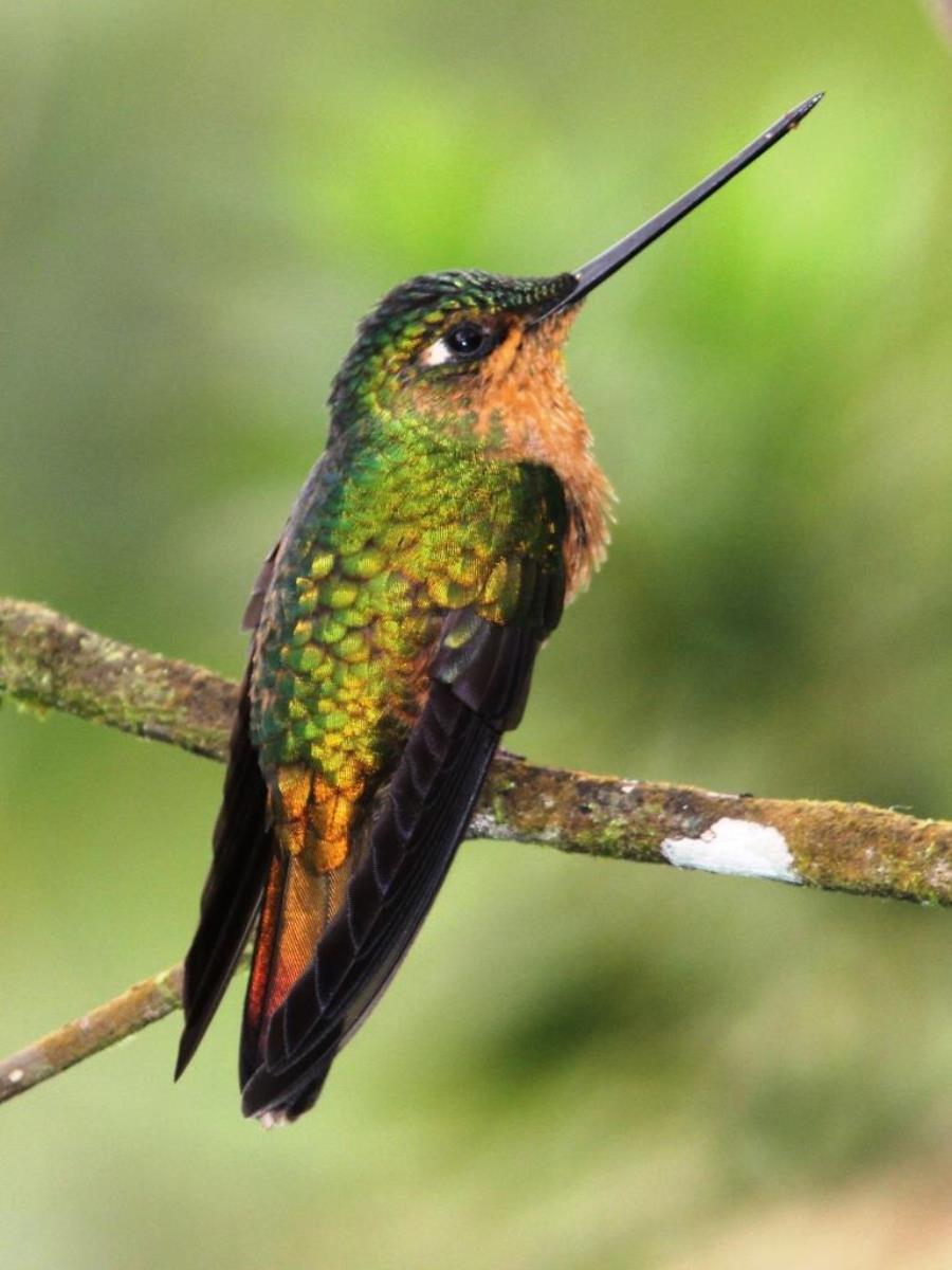 White-tailed Starfrontlet female-ENDEMIC-IMG